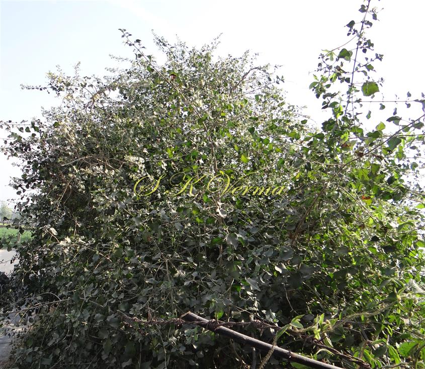  Plant